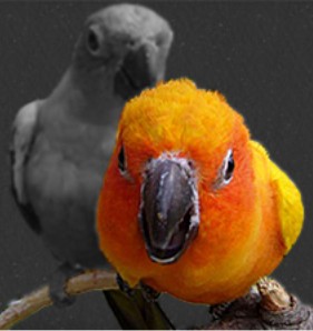  Amadina Guldové - stránky